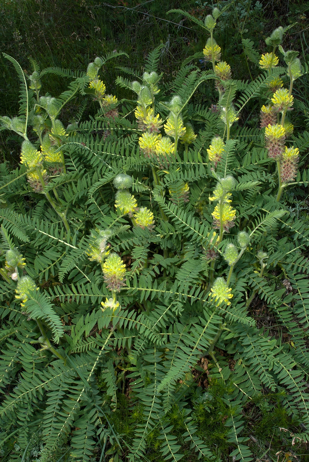 Photo Maurizio Broglio - Astragalus alopecurus